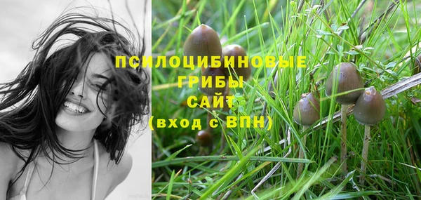 индика Белокуриха